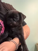 Black girl , a female Pug for sale in Hawley, PA – 1 of 1