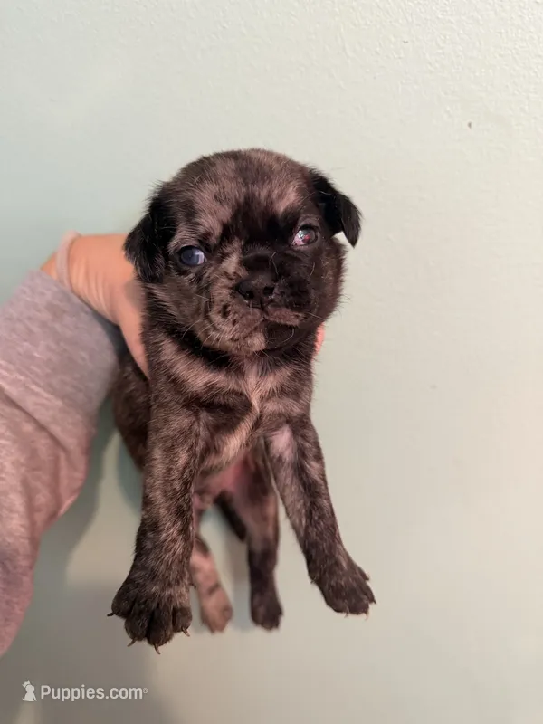 Bruno – Pug puppy for sale in Hawley, PA
