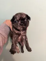 Bruno, a male Pug for sale in Hawley, PA – 1 of 1