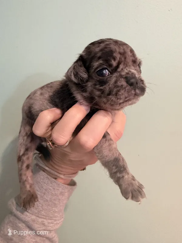 Benny – Pug puppy for sale in Hawley, PA