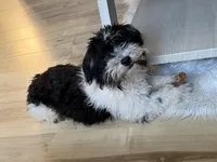 Dusty, a male Havanese for sale in Hawley, PA – Photo 2 of 2