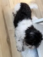 Dusty, a male Havanese for sale in Hawley, PA – Photo 1 of 2