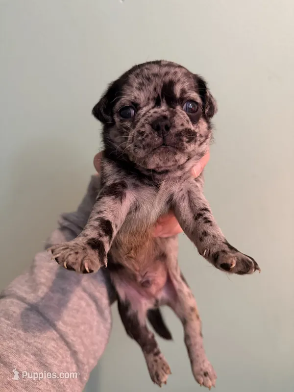 Bean  – Pug puppy for sale in Hawley, PA