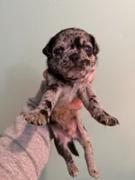 Bean , a male Pug for sale in Hawley, PA – 1 of 1