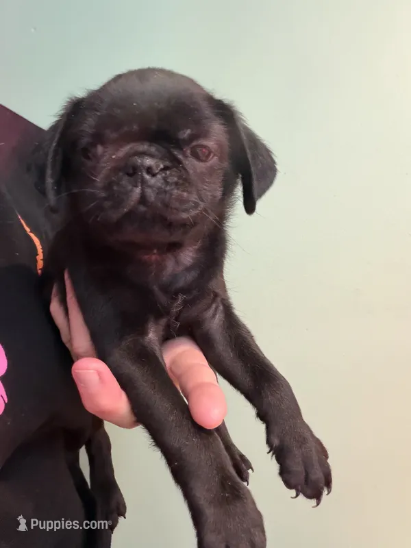 Black male  – Pug puppy for sale in Hawley, PA
