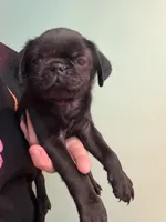 Black male , a male Pug for sale in Hawley, PA – 1 of 1