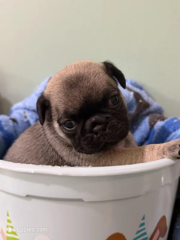 Baby girl 2  – Pug puppy for sale in Hawley, PA