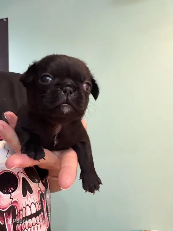 Black female  – Pug puppy for sale in Hawley, PA