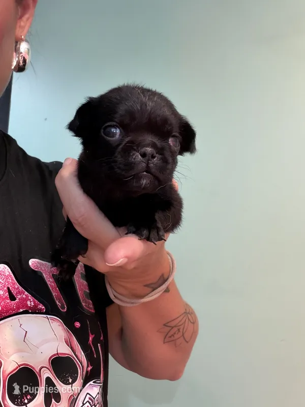 Black girl  – Pug puppy for sale in Hawley, PA