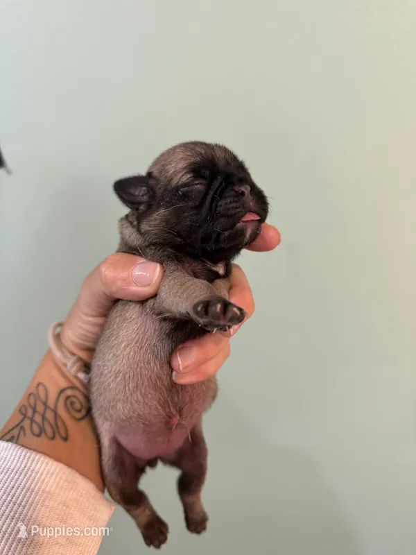 Fawn girl  – Pug puppy for sale in Hawley, PA