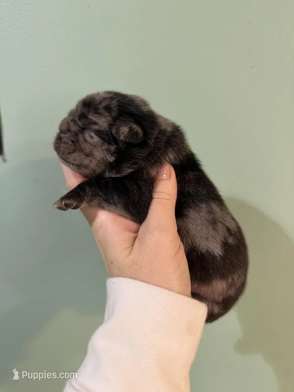 Pug baby 1