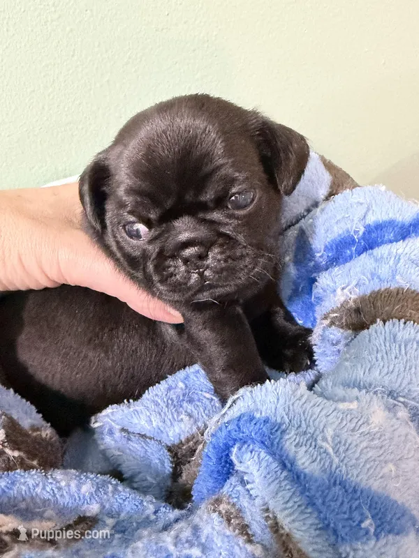 Baby girl!  – Pug puppy for sale in Hawley, PA