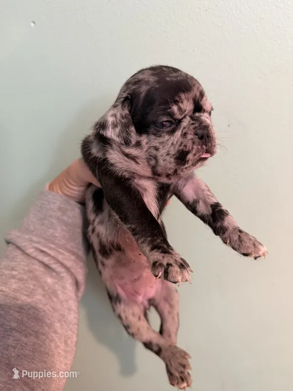 Bella  – Pug puppy for sale in Hawley, PA