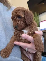 Dolly, a female Goldendoodle for sale in Battle Ground, WA – Photo 3 of 3