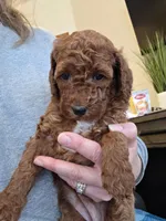 Dolly, a female Goldendoodle for sale in Battle Ground, WA – Photo 1 of 3