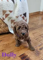 Dolly, a female Goldendoodle for sale in Battle Ground, WA – Photo 2 of 3