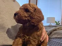 Tucker, a male Goldendoodle for sale in Battle Ground, WA – Photo 3 of 4