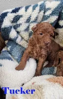 Tucker, a male Goldendoodle for sale in Battle Ground, WA – Photo 2 of 4