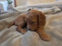 Tucker, a male Goldendoodle for sale in Battle Ground, WA – Photo 1 of 4