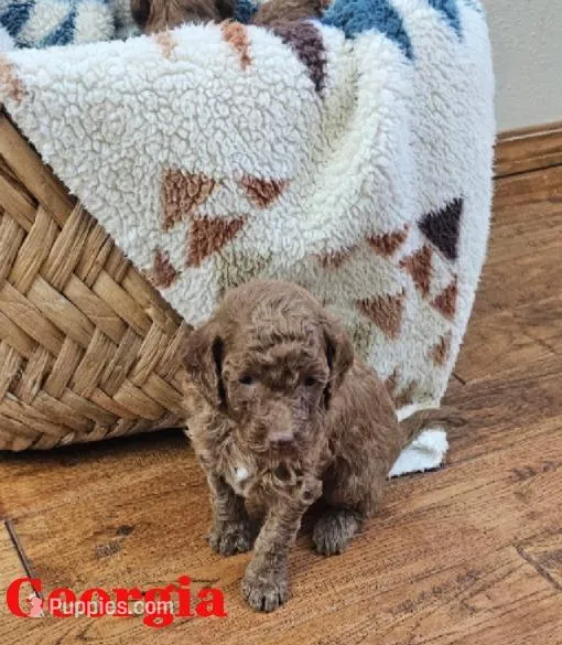 Georgia, a female Goldendoodle for sale in Battle Ground, WA – Photo 1 of 3