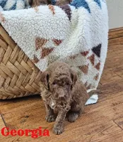 Georgia, a female Goldendoodle for sale in Battle Ground, WA – Photo 1 of 3