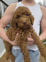 Georgia, a female Goldendoodle for sale in Battle Ground, WA – Photo 1 of 5