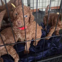 Georgia, a female Goldendoodle for sale in Battle Ground, WA – Photo 3 of 5