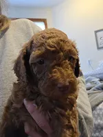Georgia, a female Goldendoodle for sale in Battle Ground, WA – Photo 3 of 3