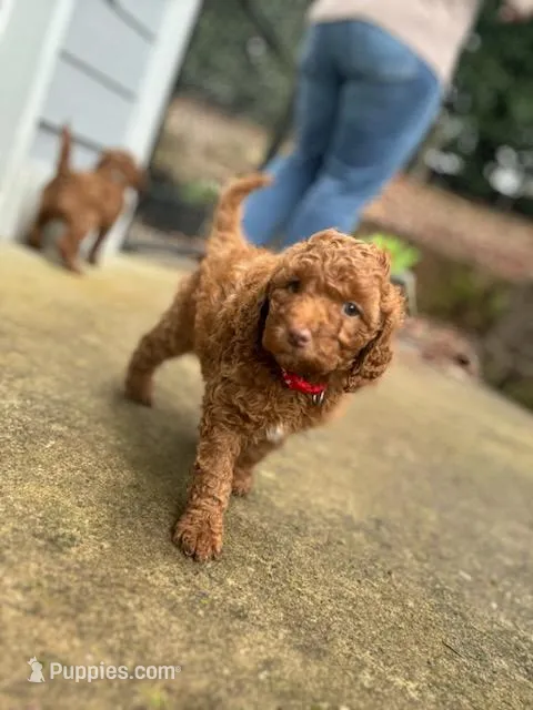 Georgia – Goldendoodle puppy for sale in Battle Ground, WA