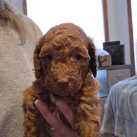 Georgia, a female Goldendoodle for sale in Battle Ground, WA – Photo 4 of 5