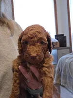 Georgia, a female Goldendoodle for sale in Battle Ground, WA – Photo 2 of 3