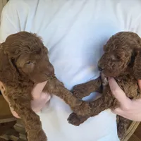 Georgia, a female Goldendoodle for sale in Battle Ground, WA – Photo 5 of 5