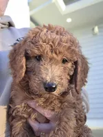 Hank, a male Goldendoodle for sale in Battle Ground, WA – Photo 2 of 4