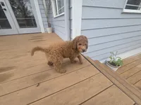 Hank, a male Goldendoodle for sale in Battle Ground, WA – Photo 4 of 4