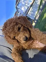 Hank, a male Goldendoodle for sale in Battle Ground, WA – Photo 3 of 4