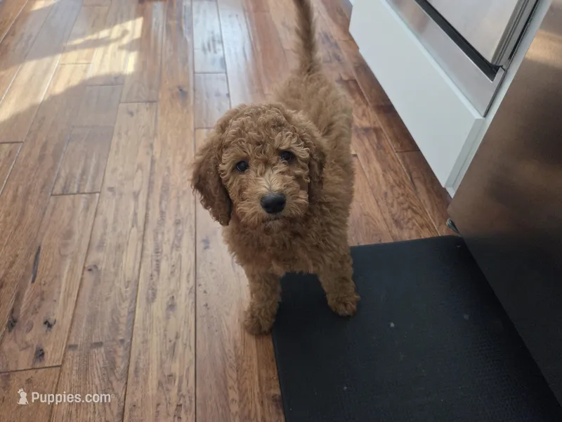 Hank, a male Goldendoodle for sale in Battle Ground, WA – Photo 1 of 4
