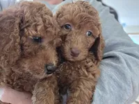 Dixie, a female Goldendoodle for sale in Battle Ground, WA – Photo 2 of 5