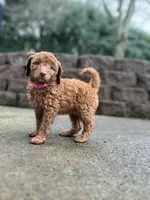Dixie, a female Goldendoodle for sale in Battle Ground, WA – Photo 1 of 5