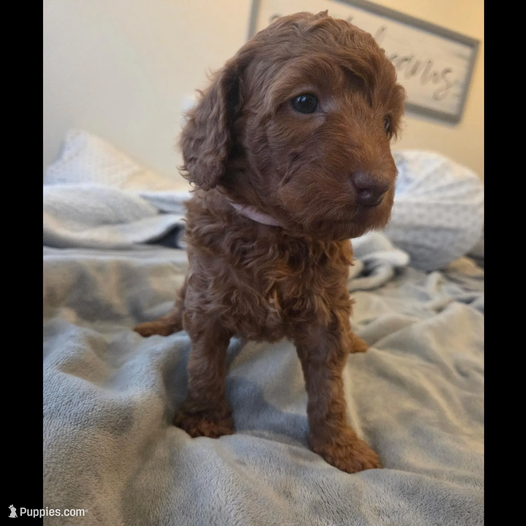 Dixie, a female Goldendoodle for sale in Battle Ground, WA – Photo 2 of 3