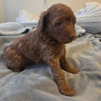 Dixie, a female Goldendoodle for sale in Battle Ground, WA – Photo 4 of 5