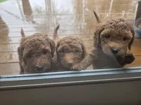 Dixie, a female Goldendoodle for sale in Battle Ground, WA – Photo 5 of 5
