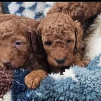 Hank, a male Goldendoodle for sale in Battle Ground, WA – Photo 5 of 9