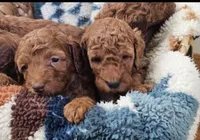 Hank, a male Goldendoodle for sale in Battle Ground, WA – Photo 2 of 2