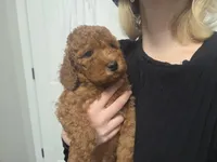 Hank, a male Goldendoodle for sale in Battle Ground, WA – Photo 3 of 9