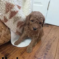 Hank, a male Goldendoodle for sale in Battle Ground, WA – Photo 9 of 9