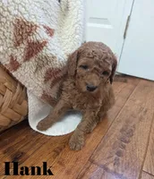 Hank, a male Goldendoodle for sale in Battle Ground, WA – Photo 1 of 2