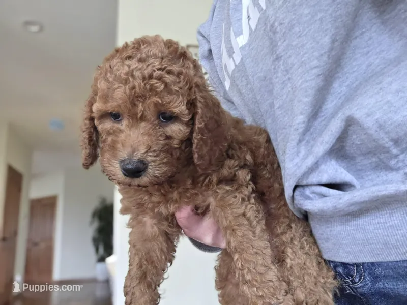 Hank – Goldendoodle puppy for sale in Battle Ground, WA