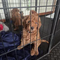 Hank, a male Goldendoodle for sale in Battle Ground, WA – Photo 7 of 9