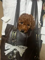 Hank, a male Goldendoodle for sale in Battle Ground, WA – Photo 4 of 9