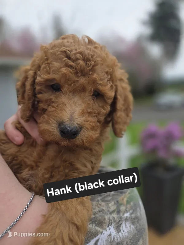 Hank – Goldendoodle puppy for sale in Battle Ground, WA